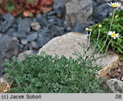 Anthemis carpatica (rumian karpacki)