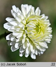 Anthemis nobilis (rumian rzymski)