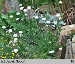 Anthemis nobilis (rumian rzymski)