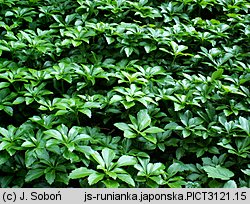 Pachysandra terminalis