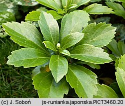 Pachysandra terminalis (runianka japońska)