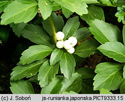 Pachysandra terminalis