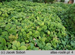 Pachysandra procumbens (runianka rozesłana)