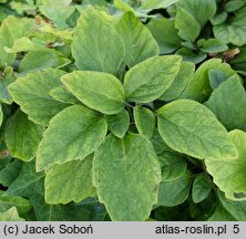 Pachysandra procumbens (runianka rozesłana)