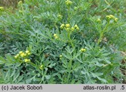 Ruta graveolens (ruta zwyczajna)