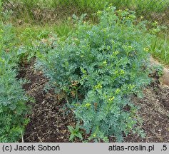 Ruta graveolens (ruta zwyczajna)