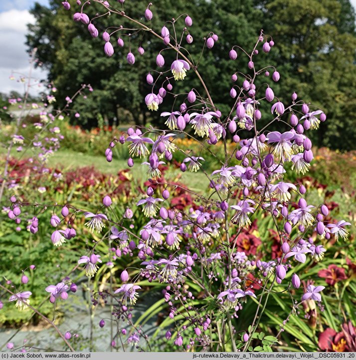 Thalictrum delavayi (rutewka Delavaya)