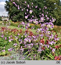 Thalictrum delavayi (rutewka Delavaya)