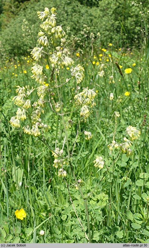 Thalictrum minus ssp. minus (rutewka mniejsza typowa)