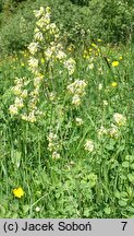 Thalictrum minus ssp. minus (rutewka mniejsza typowa)
