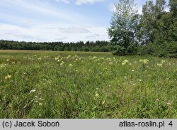 Thalictrum lucidum (rutewka wąskolistna)