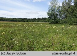 Thalictrum lucidum (rutewka wąskolistna)