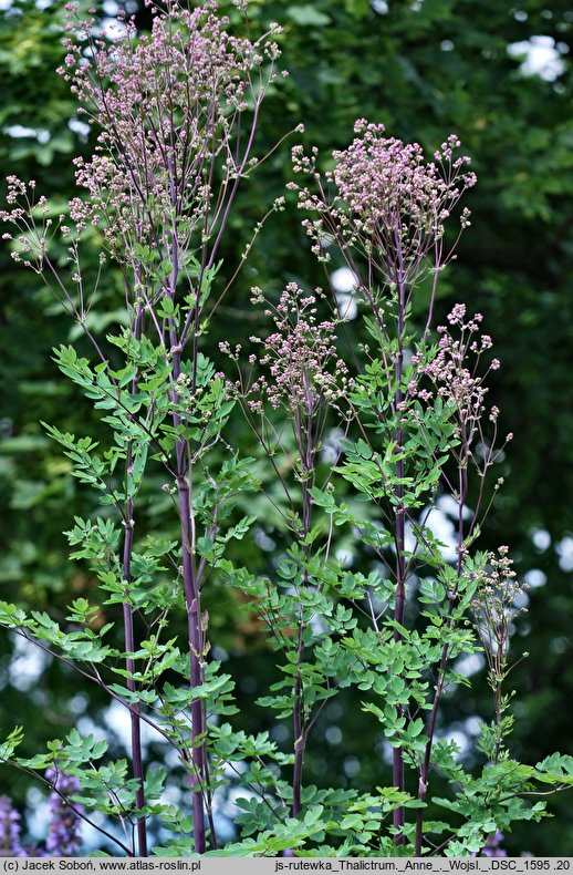 Thalictrum Anne