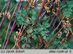 Thalictrum Anne