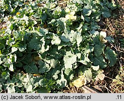 Brassica napus ssp. napus (kapusta rzepak typowa)