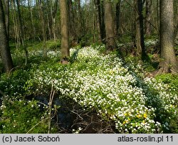 Cardamine amara (rzeżucha gorzka)