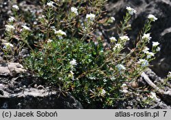 Hutchinsia alpina ssp. auerswaldii (rzeżuszka auerswaldzka)