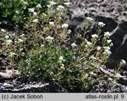 Hutchinsia alpina ssp. auerswaldii (rzeżuszka auerswaldzka)