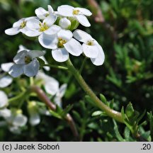 Hutchinsia alpina ssp. auerswaldii (rzeżuszka auerswaldzka)