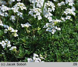 Hutchinsia alpina ssp. auerswaldii (rzeżuszka auerswaldzka)