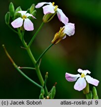 Raphanus sativus var. radicula (rzodkiewka)