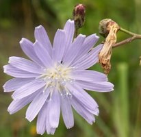 Lactuca tatarica