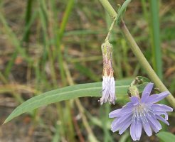 Lactuca tatarica