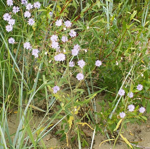 Lactuca tatarica