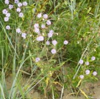 Lactuca tatarica