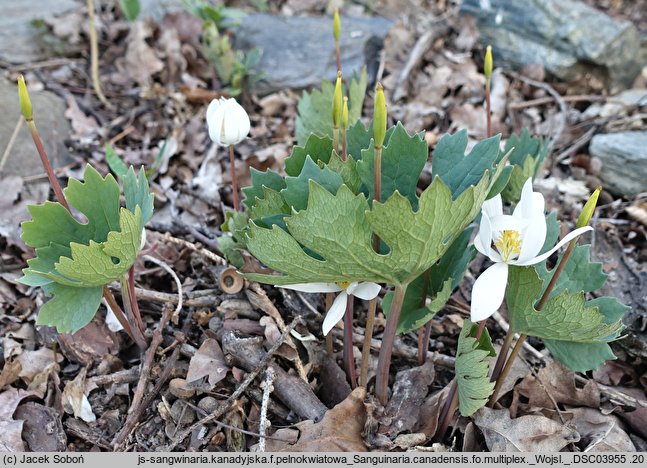 Sanguinaria canadensis (sangwinaria kanadyjska)