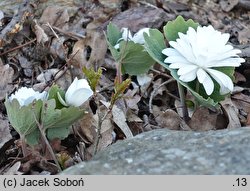 Sanguinaria canadensis (sangwinaria kanadyjska)