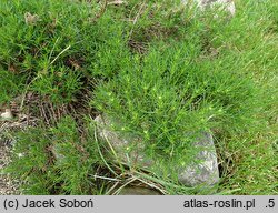 Santolina rosmarinifolia (santolina rozmarynolistna)