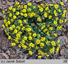 Sanvitalia procumbens (sanwitalia rozesłana)