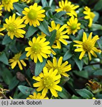 Sanvitalia procumbens (sanwitalia rozesłana)