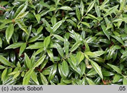 Sarcococca hookeriana (sarkokokka Hookera)