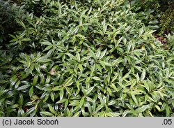 Sarcococca hookeriana (sarkokokka Hookera)