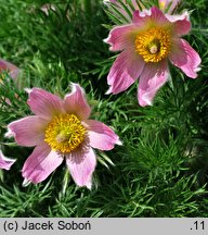 Pulsatilla vulgaris Papageno