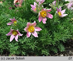 Pulsatilla vulgaris Papageno