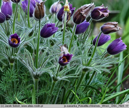 Pulsatilla chinensis (sasanka chińska)