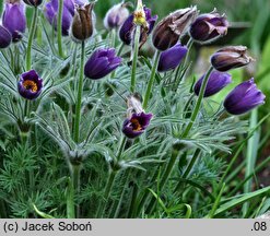 Pulsatilla chinensis (sasanka chińska)