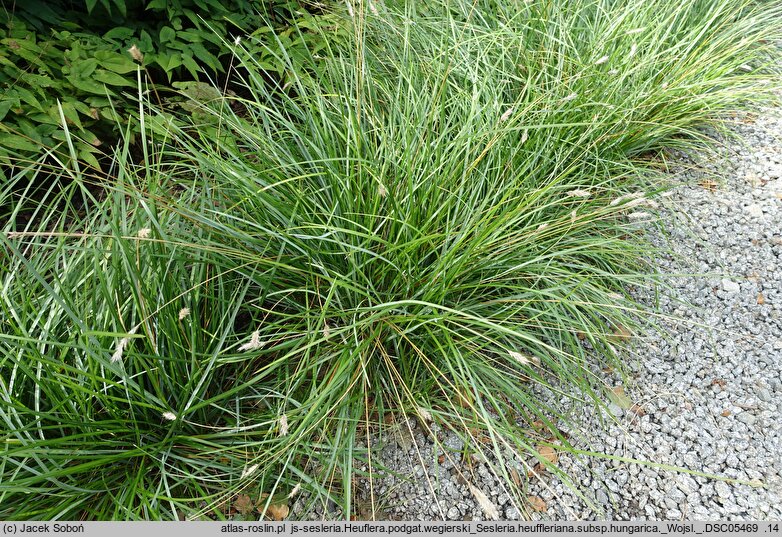 Sesleria heufleriana ssp. hungarica (sesleria Heuflera węgierska)