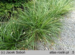 Sesleria heufleriana ssp. hungarica (sesleria Heuflera węgierska)