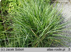 Sesleria heufleriana ssp. hungarica (sesleria Heuflera węgierska)