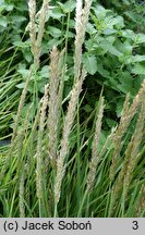 Sesleria autumnalis (sesleria jesienna)