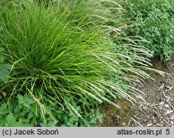 Sesleria autumnalis (sesleria jesienna)