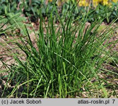 Sesleria autumnalis (sesleria jesienna)