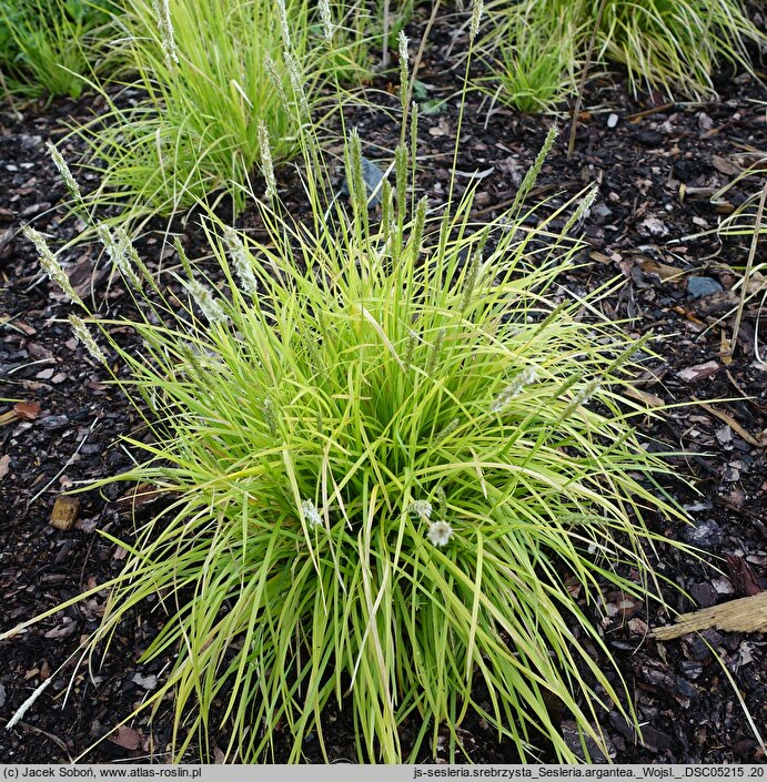 Sesleria argentea (sesleria srebrzysta)