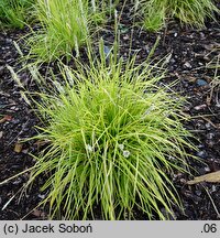 Sesleria argentea (sesleria srebrzysta)