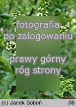 Sibiraea laevigata (sibiria sina)
