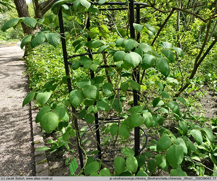 Sinofranchetia chinensis (sinofranszecja chińska)